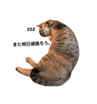 猫のいる生活（日常生活ver.）（個別スタンプ：7）