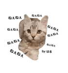 猫のいる生活（日常生活ver.）（個別スタンプ：8）