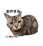 猫のいる生活（日常生活ver.）（個別スタンプ：9）