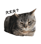 猫のいる生活（日常生活ver.）（個別スタンプ：10）