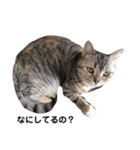 猫のいる生活（日常生活ver.）（個別スタンプ：11）