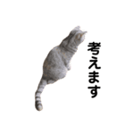 猫のいる生活（日常生活ver.）（個別スタンプ：12）
