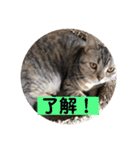 猫のいる生活（日常生活ver.）（個別スタンプ：13）