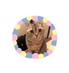 猫のいる生活（日常生活ver.）（個別スタンプ：14）