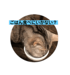 猫のいる生活（日常生活ver.）（個別スタンプ：15）