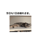 猫のいる生活（日常生活ver.）（個別スタンプ：16）