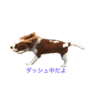 キャバリア実写:常用編（個別スタンプ：8）