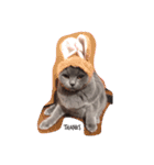 mochi  cat（個別スタンプ：1）