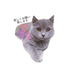 mochi  cat（個別スタンプ：2）
