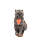 mochi  cat（個別スタンプ：5）