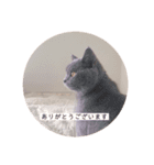 mochi  cat（個別スタンプ：7）