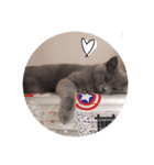 mochi  cat（個別スタンプ：10）