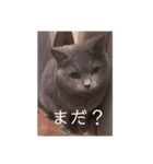 mochi  cat（個別スタンプ：11）