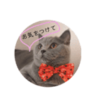 mochi  cat（個別スタンプ：12）
