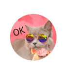 mochi  cat（個別スタンプ：13）