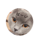 mochi  cat（個別スタンプ：16）