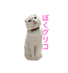 垂れ耳ねこのグリコくん（個別スタンプ：1）