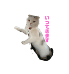 垂れ耳ねこのグリコくん（個別スタンプ：3）
