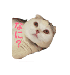 垂れ耳ねこのグリコくん（個別スタンプ：4）