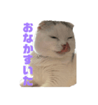 垂れ耳ねこのグリコくん（個別スタンプ：5）
