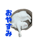垂れ耳ねこのグリコくん（個別スタンプ：6）