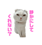 垂れ耳ねこのグリコくん（個別スタンプ：7）