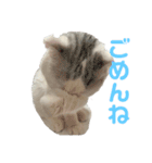 垂れ耳ねこのグリコくん（個別スタンプ：8）