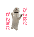 垂れ耳ねこのグリコくん（個別スタンプ：9）