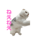 垂れ耳ねこのグリコくん（個別スタンプ：10）