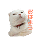 垂れ耳ねこのグリコくん（個別スタンプ：11）