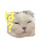 垂れ耳ねこのグリコくん（個別スタンプ：12）