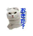 垂れ耳ねこのグリコくん（個別スタンプ：13）