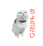 垂れ耳ねこのグリコくん（個別スタンプ：14）