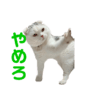 垂れ耳ねこのグリコくん（個別スタンプ：15）