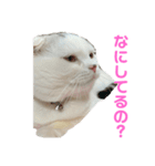 垂れ耳ねこのグリコくん（個別スタンプ：16）