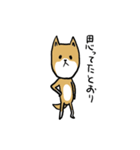 無愛想な柴犬（個別スタンプ：5）