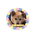 犬らんまる（個別スタンプ：1）
