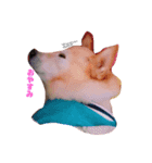 犬らんまる（個別スタンプ：3）
