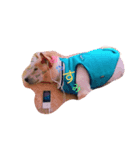 犬らんまる（個別スタンプ：4）