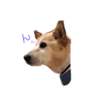 犬らんまる（個別スタンプ：6）
