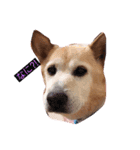 犬らんまる（個別スタンプ：7）