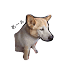 犬らんまる（個別スタンプ：8）
