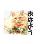 気ままな猫達とお花（個別スタンプ：8）