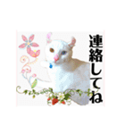 気ままな猫達とお花（個別スタンプ：19）