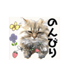 気ままな猫達とお花（個別スタンプ：20）