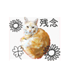 気ままな猫達とお花（個別スタンプ：21）