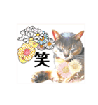 気ままな猫達とお花（個別スタンプ：28）