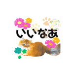 気ままな猫達とお花（個別スタンプ：29）