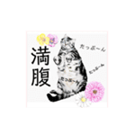 気ままな猫達とお花（個別スタンプ：34）