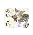 気ままな猫達とお花（個別スタンプ：35）